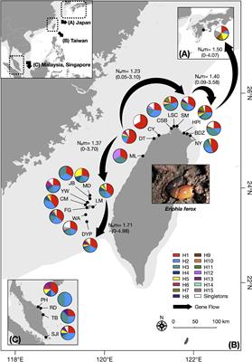 Historical Connectivity and Demography of the Ferocious Reef Crab, Eriphia ferox (Crustacea; Eriphiidae), Demonstrate That Taoyuan Algal Reef Is an Essential Population Source Along the East Taiwan Strait
